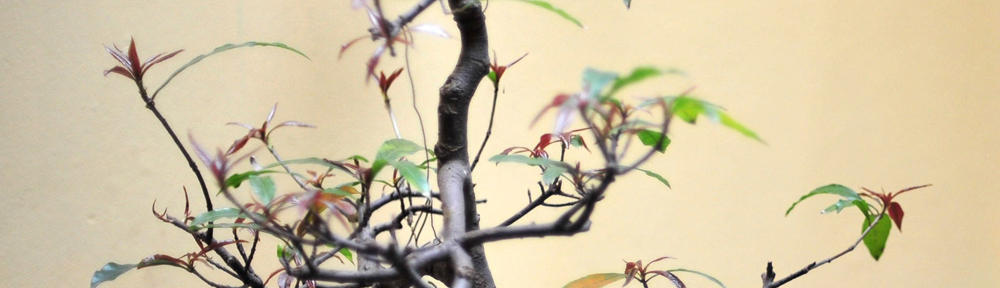 blog.antoniazzi.info